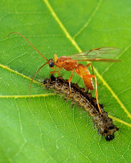 'Aleiodes indiscretus wasp parasitizing a gypsy moth caterpillar.' USDA photo by Scott Bauer. Image Number K7659-1. (from https://simple.wikipedia.org/wiki/File:Aleiodes_indiscretus_wasp_parasitizing_gypsy_moth_caterpillar.jpg) This image is in the public domain because it contains materials that originally came from the Agricultural Research Service, the research agency of the United States Department of Agriculture.