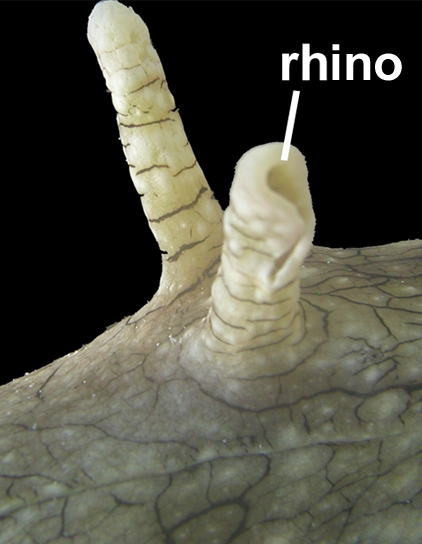 'Photo of rhinophores (rhino) of Aplysia californica. Anterion end (head) is on the right.' Image by Scott F Cummins, Dirk Erpenbeck, Zhihua Zou, Charles Claudianos, Leonid L Moroz, Gregg T Nagle, and Bernard M Degnan. (from https://commons.wikimedia.org/wiki/File:Aplysia_californica_rhinophore.jpg) This file is licensed under the Creative Commons Attribution 2.0 Generic license.