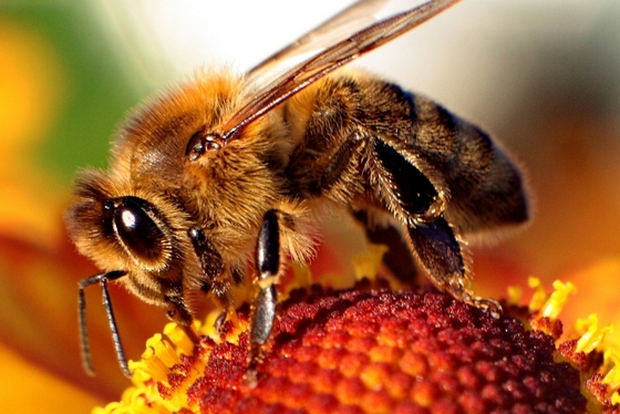 'bee - apis.' Image by Maciej Czyżewski. (from https://commons.wikimedia.org/wiki/File:Bee-apis.jpg) This file is licensed under the Creative Commons Attribution-Share Alike 3.0 Unported, 2.5 Generic, 2.0 Generic and 1.0 Generic license.