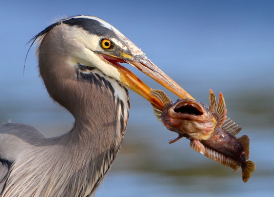 'Bird eating fish.' Image by winnu (nigel). (from https://commons.wikimedia.org/wiki/File:Bird_eating_fish.jpg) This file is licensed under the Creative Commons Attribution 2.0 Generic license.