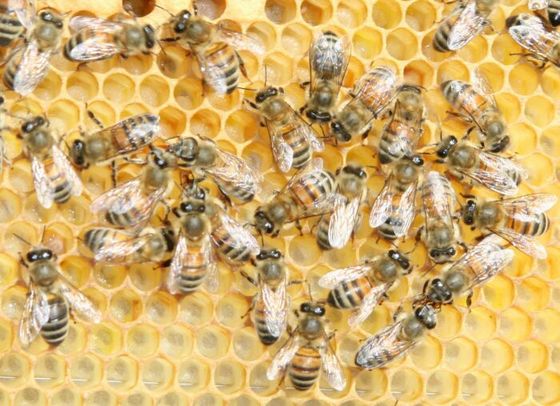 'buckfast bee.' Image by Frank Mikley. (from https://commons.wikimedia.org/wiki/File:Buckfast_bee.jpg) CC-BY-SA-2.5 and GNU FDL.