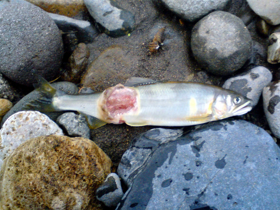 'Ayu that contracts cold water disease.' Image by Apple2000. (from https://commons.wikimedia.org/wiki/File:CWD_Plecoglossus_altivelis_altivelis.jpg) Permission is granted to copy, distribute and/or modify this document under the terms of the GNU Free Documentation License, Version 1.2 or any later version published by the Free Software Foundation; with no Invariant Sections, no Front-Cover Texts, and no Back-Cover Texts. This file is licensed under the Creative Commons Attribution-Share Alike 3.0 Unported license.