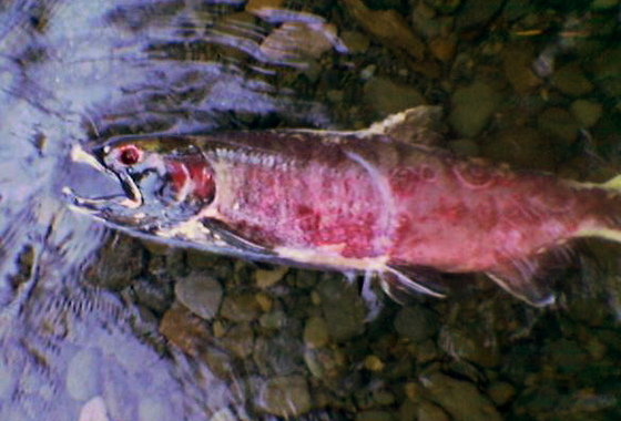 'Dead salmon in spawning season, U.S. Pacific Northwest.' Image by Peteforsyth. (from https://commons.wikimedia.org/wiki/File:Dead_salmon_in_spawning_season.jpg) This file is licensed under the Creative Commons Attribution-Share Alike 3.0 Unported, 2.5 Generic, 2.0 Generic and 1.0 Generic license.