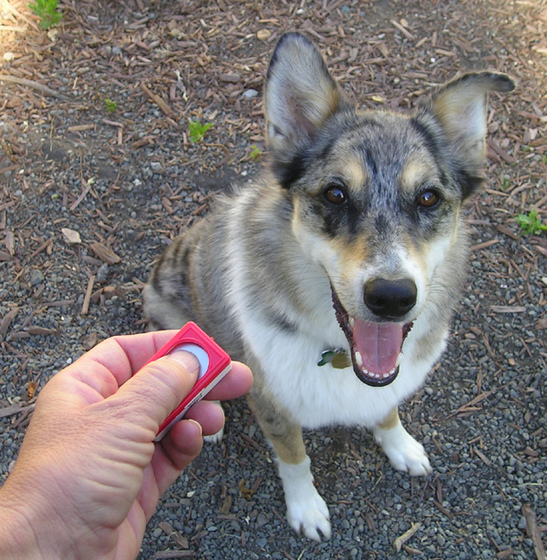 'Dog getting clicker training. Tika, the 3-year-old Australian Shepherd rescue agility dog, loves it when the clicker comes out.' Image by Elf (Ellen Levy Finch) at en.wikipedia. (from https://commons.wikimedia.org/wiki/File:Dog_clicker_training.jpg) This file is licensed under the Creative Commons Attribution-Share Alike 3.0 Unported license. Subject to disclaimers.