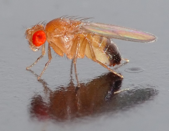 'small male Drosophila melanogaster fly.' Image by André Karwath aka Aka. (from https://commons.wikimedia.org/wiki/File:Drosophila_melanogaster_-_side_(aka).jpg) This file is licensed under the Creative Commons Attribution-Share Alike 2.5 Generic license.
