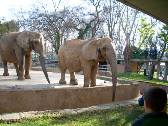 'Elefantes,Zoo Barcelona,España.' Image by Michelangelo-36. (from https://commons.wikimedia.org/wiki/File:Elefantes_4.jpg) This image is in the public domain. This applies worldwide.