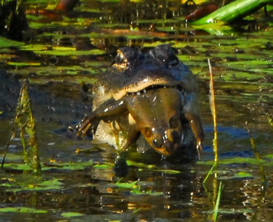 'Gator with bullfrog at Lake Woodruff.' Image by Andrea Westmoreland from DeLand, United States. (from https://commons.wikimedia.org/wiki/File:Gator_with_bullfrog_at_Lake_Woodruff_-_Flickr_-_Andrea_Westmoreland.jpg) This file is licensed under the Creative Commons Attribution-Share Alike 2.0 Generic license.