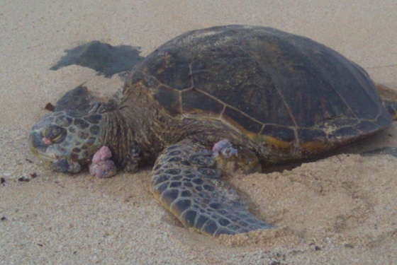 ' A photo of a green sea turtle with significant fibropapilloma tumors basking on a beach north of Hale'iwa, HI.' Image by Andrew Danielson. (from https://commons.wikimedia.org/wiki/File:Green_turtle_with_fibropapillomatosis.jpg) This file is licensed under the Creative Commons Attribution-Share Alike 3.0 Unported license.