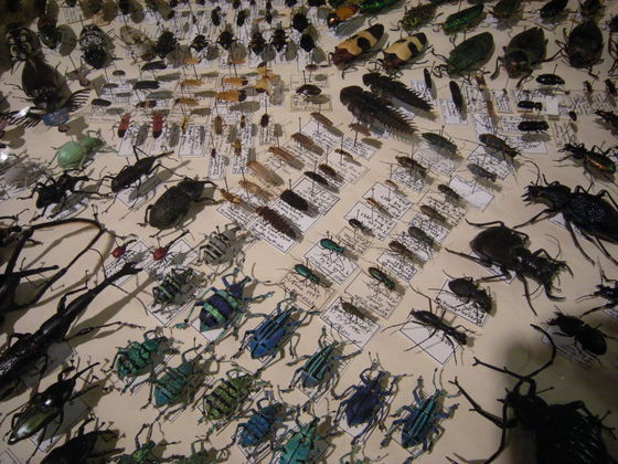 'Unidentified insects. Part of Don Ehlen's Insect Safari collection on display at the Hiawatha Artists Lofts, Seattle, Washington, during a 'Bugs and Beer' night.' Image by Joe Mabel. (from https://commons.wikimedia.org/wiki/File:Insect_Safari_-_insect_27.jpg) GFDL, CC-BY-SA-3.0 granted by photographer.