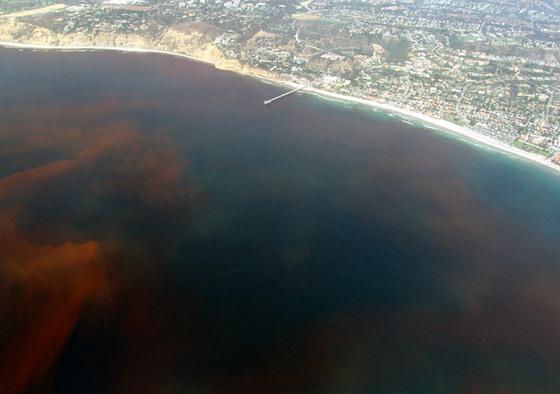 'Red Tide caused by Dinoflagellates off the Scripps Institution of Oceanography Pier, La Jolla California.' Image by Alejandro Díaz. (from https://en.wikipedia.org/wiki/File:La-Jolla-Red-Tide.780.jpg) This work has been released into the public domain by its author, Alejandro Díaz. This applies worldwide.