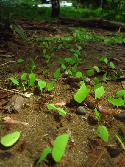 'Leafcutter ants transporting leaves.' Original uploader was Bandwagonman at en.wikipedia. (from https://commons.wikimedia.org/wiki/File:Leafcutter_ants_transporting_leaves.jpg) CC-BY-SA-3.0,2.5,2.0,1.0; Released under the GNU Free Documentation License.