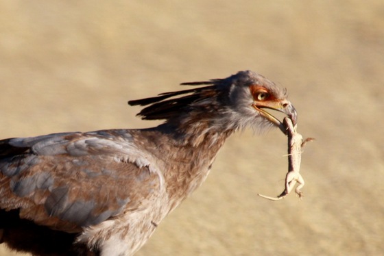 'A Secretarybird at Namib-Naukluft National Park, Namibia.' Image by Jean & Nathalie. (from https://commons.wikimedia.org/wiki/File:Sagittarius_serpentarius_-Namib-Naukluft_National_Park,_Namibia_-eating-8.jpg) This file is licensed under the Creative Commons Attribution 2.0 Generic license.