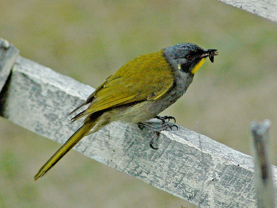 'Yellow-throated Honeyeater Lichenostomus flavicollis eating an insect, Tasmania.' Image by KeresH. (from https://commons.wikimedia.org/wiki/File:Yellow_throated_honeyeater_with_insect.jpg) This file is licensed under the Creative Commons Attribution-Share Alike 3.0 Unported, 2.5 Generic, 2.0 Generic and 1.0 Generic license.