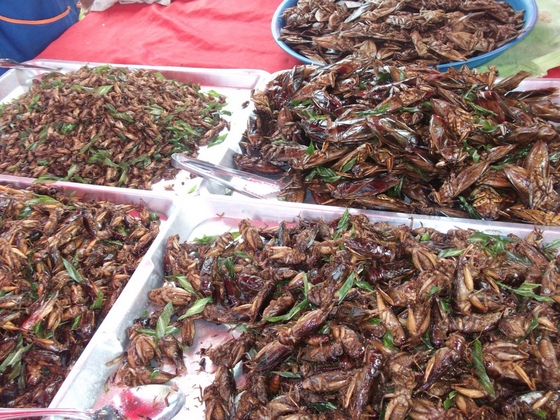'Fried cockroaches in Thailand market.' Image by Vijinathkv. (from https://war.wikipedia.org/wiki/Paypay:Fried_cockroaches_in_Thailand_market.JPG) This file is licensed under the Creative Commons Attribution-Share Alike 3.0 Unported license.