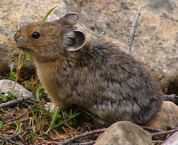'Amerikanischer Pfeifhase (Pika) in den Kanadischen Rocky Mountains.' By sevenstar. This file is in the public domain worldwide. https://commons.wikimedia.org/wiki/File:Ochotona_princeps_rockies.JPG