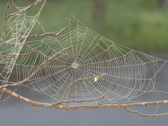 'Spider web with dew.' Image by TGoeller. (from https://commons.wikimedia.org/wiki/File:Spider_web_with_dew.JPG) This file is in the public domain worldwide.